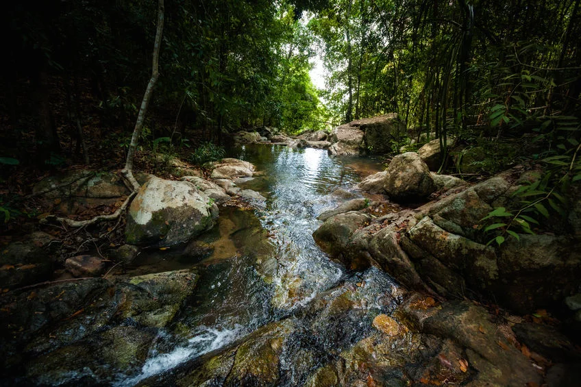 Dschungel Koh Phangan